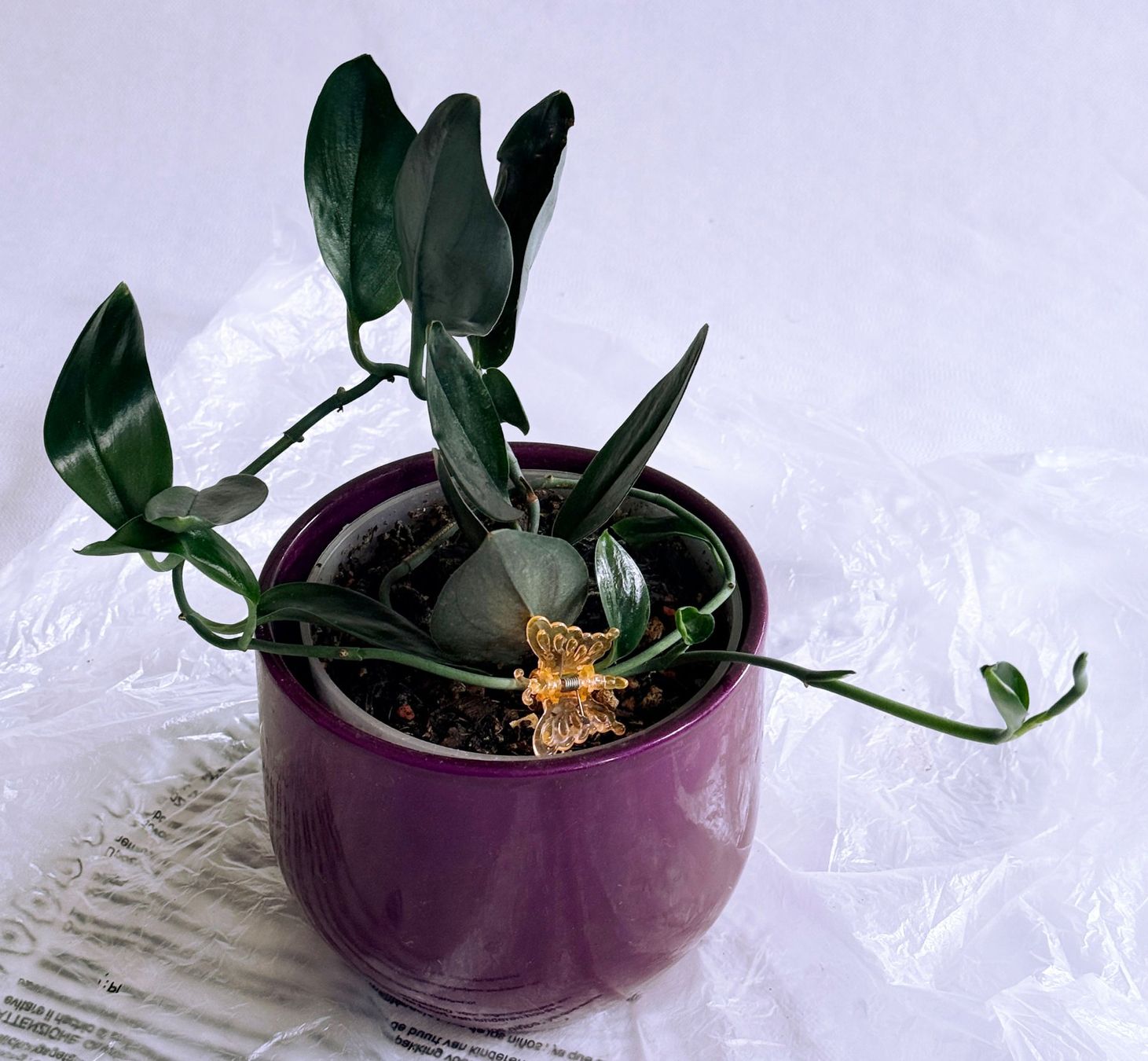 Piante & sementi: Scindapsus treubii Dark Form***** – Nuovo (secondo la descrizione) da Dübendorf venduto da Orchid18