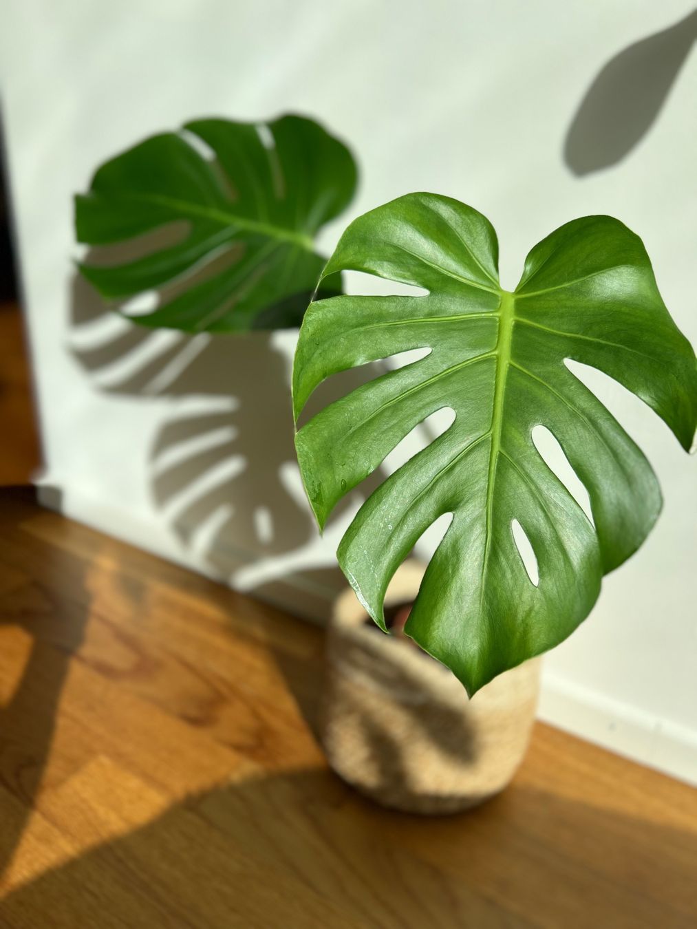 Pflanzen & Samen: Monstera Deliciosa😍 – Gebraucht aus Glattpark(Opfikon) von ste_n99y 7