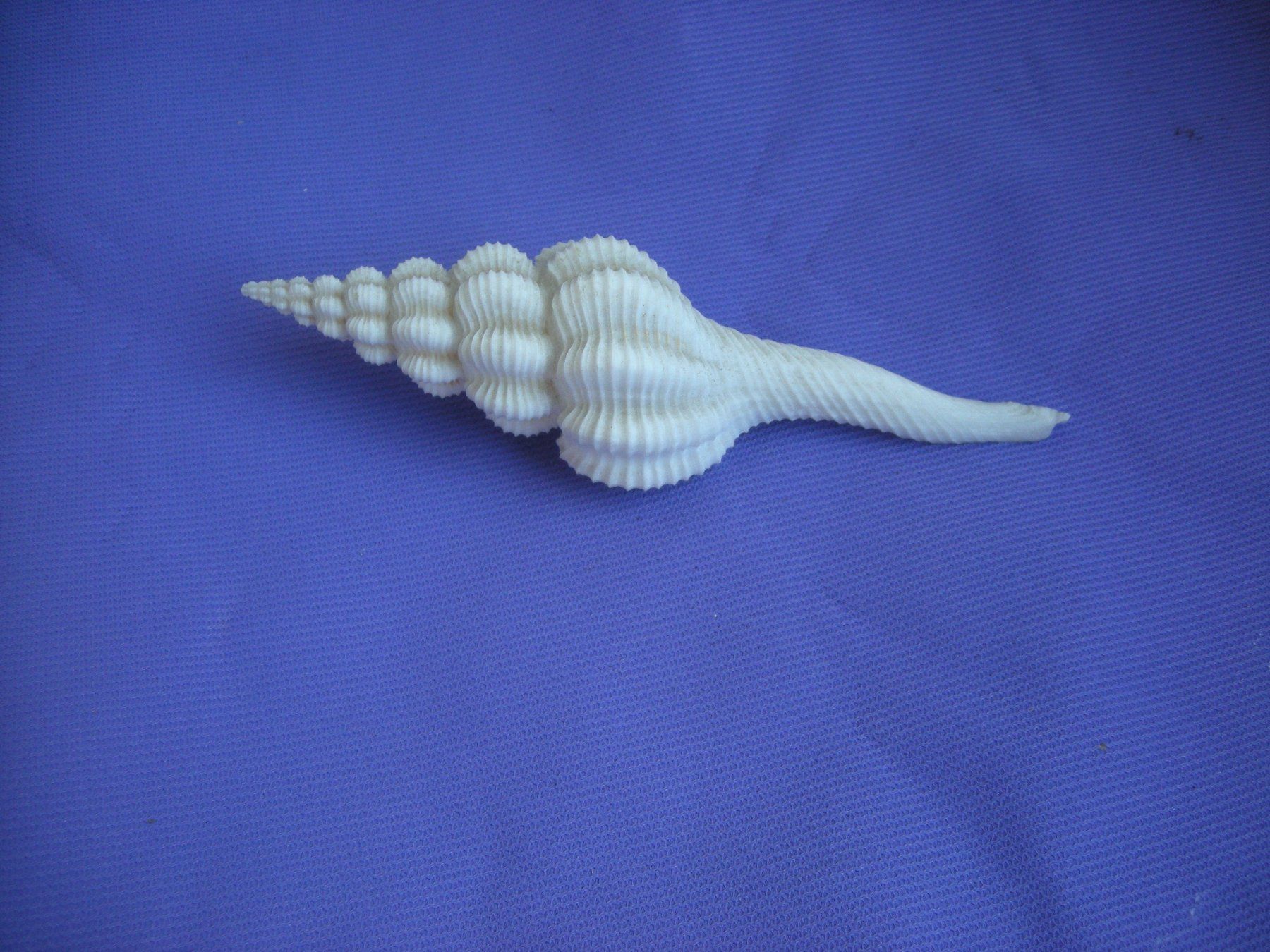 Fossili: Wunderschöne Spiralformige Muschel 12.5 cm – Usato da Spreitenbach venduto da mako6900