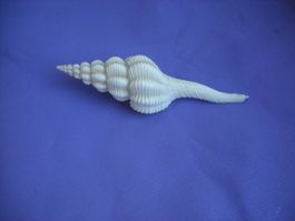 Wunderschöne Spiralformige Muschel 12.5 cm