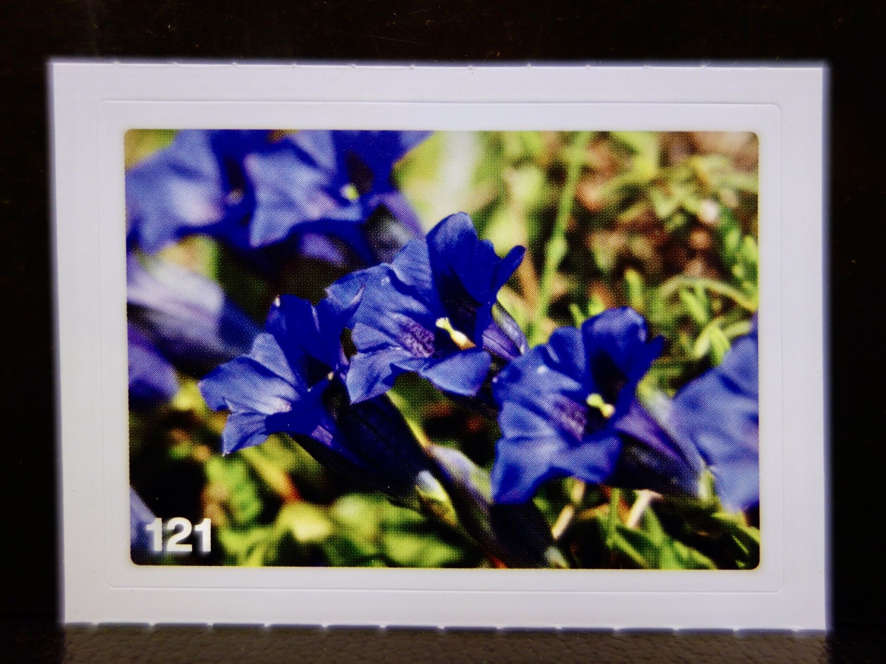 Migros Carte collezionabili: MIGROS MANIA Nature Detectives Nr. 121 – Nuovo e nell'imballaggio originale da Kerzers venduto da djstarsky73