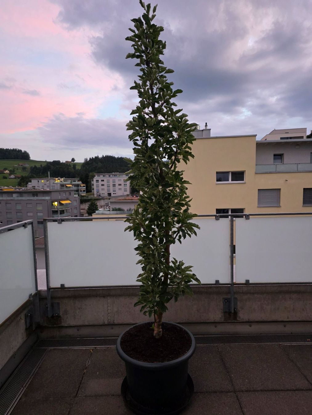 Plantes & graines: Säulenapfelbaum Rondo – D'occasion à Herisau par skorpion271081
