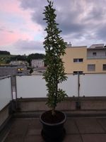 Säulenapfelbaum Rondo