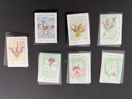 (KOPIE) Orchideen Cuba** Luxus (B218)