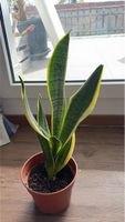 Bogenhanf Sansevieria Pflanze neuwertiger Zustand