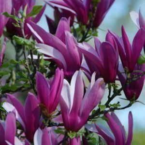 Piante & sementi: Magnolia à fleurs pourpres  20cm – Nuovo e nell'imballaggio originale da Bremblens venduto da FIBONACCI369