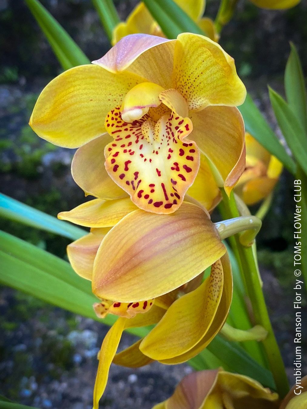 Piante & sementi: Cymbidium Ranson Flor mit zauberhaften Blüten – Nuovo e nell'imballaggio originale da Adliswil venduto da MarkyForest 6