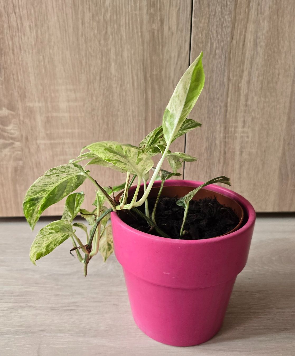 Piante & sementi: Epipremnum marble variegata – Usato da Aarburg venduto da Glitzerschein 4