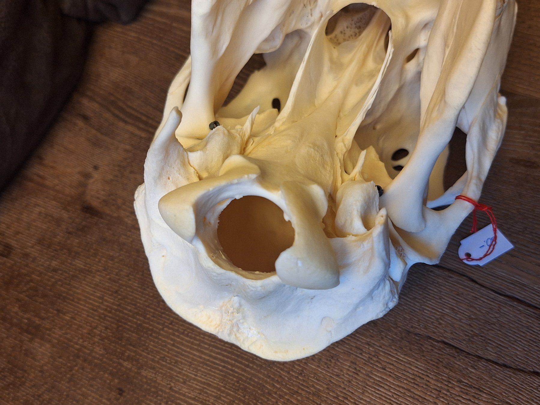 Il mondo degli animali: Rothirsch wbl. – Usato da Widnau venduto da skullcollector 7