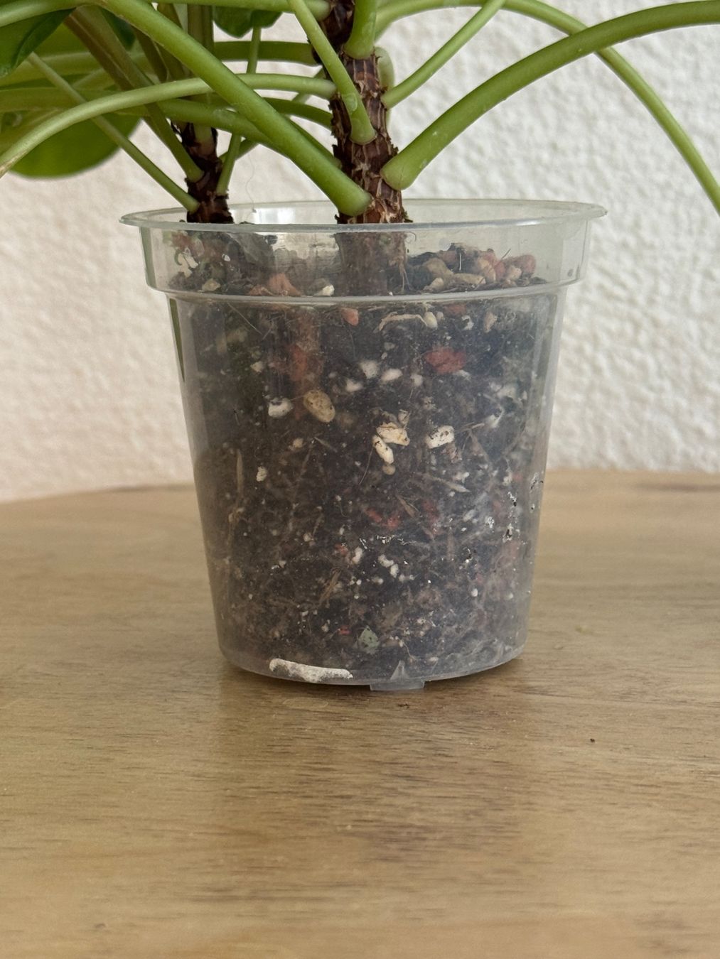 Piante & sementi: Pilea UFO Pflanze – Usato da Goldau venduto da pflanzly 2