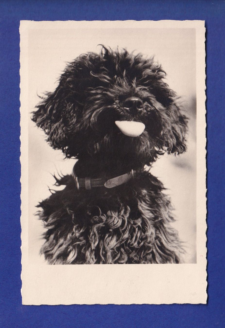 Cartoline postali: CHIEN - Caniche – Usato da Pully venduto da nicecards-shop