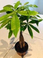 PACHIRA AQUATICA 50 cm ↕ Zierpflanzen‪