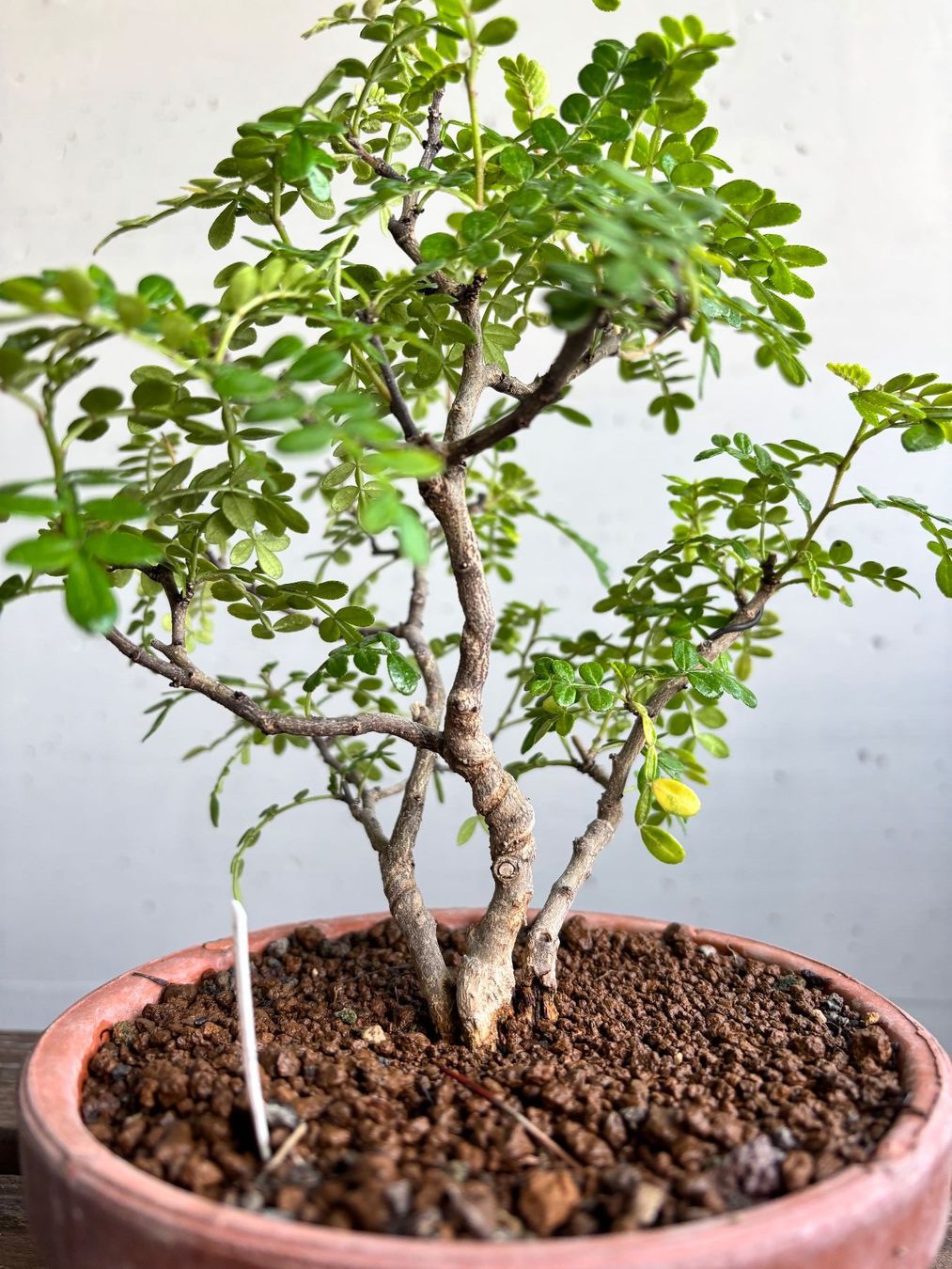 Piante & sementi: Bonsai. Pfefferbaum, Xantoxylum piperitum. Eigenzucht, 4J – Nuovo (secondo la descrizione) da Uster venduto da maguro 1