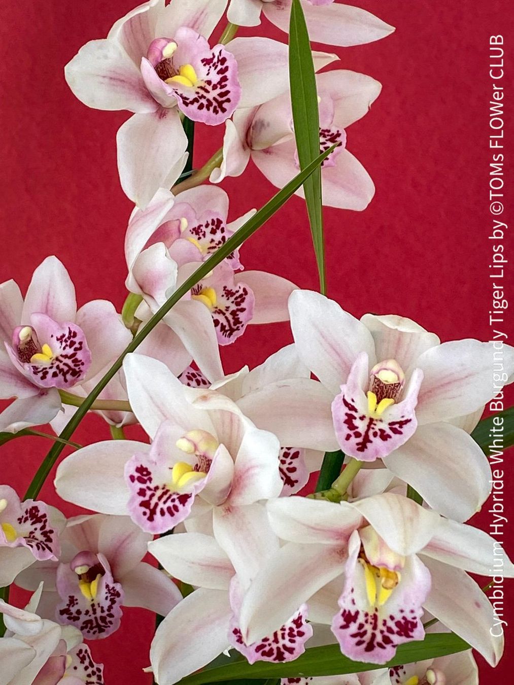 Piante & sementi: Cymbidium Hybride White Burgundy Tiger Lips – Nuovo e nell'imballaggio originale da Adliswil venduto da asTOMas963 7