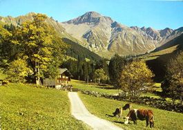 ST. STEPHAN Alp Gsür im Färmeltal, Kühe