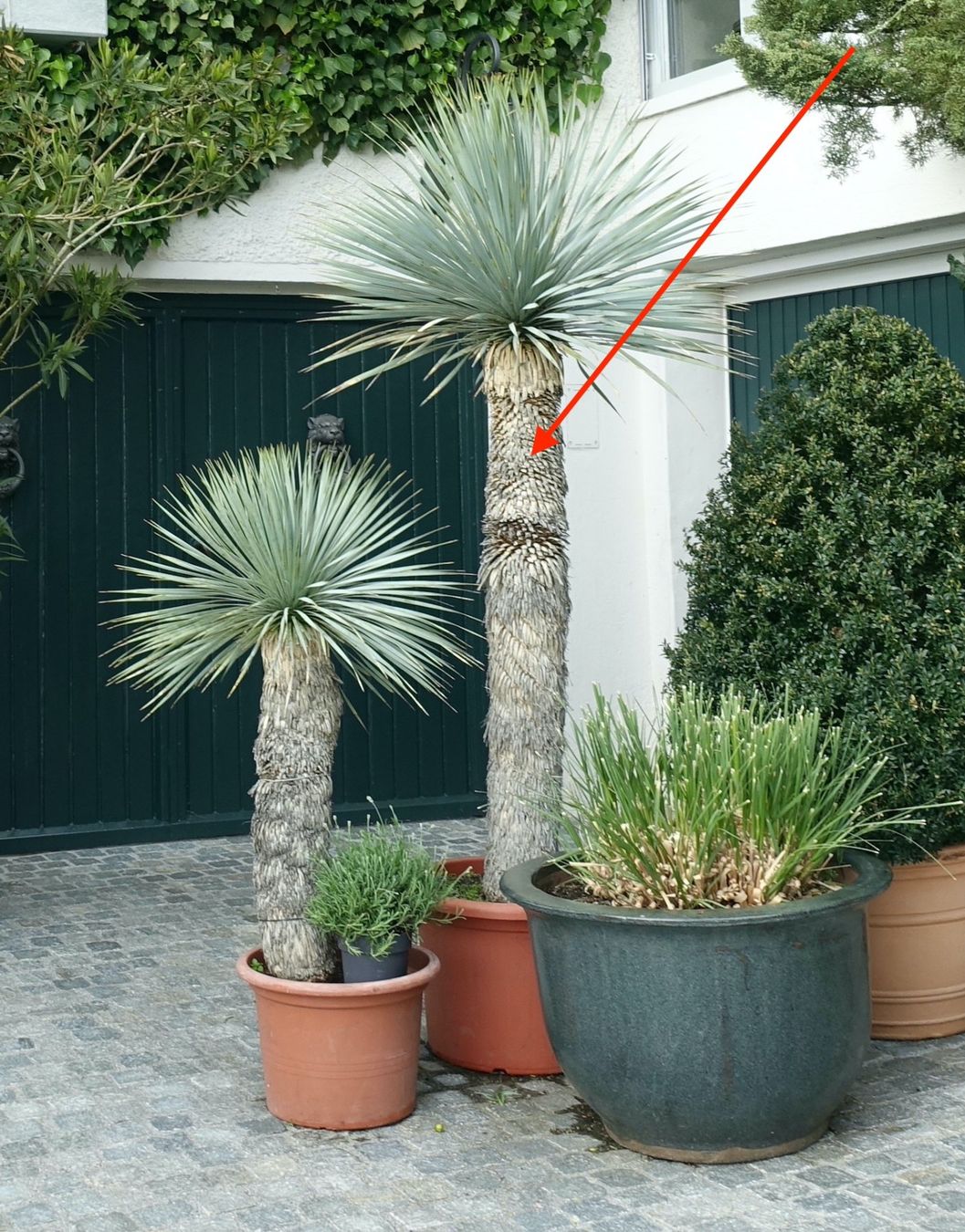Plantes & graines: Yucca rostrata oder blaue Palmlilie mit Stamm – D'occasion à Rumlikon par Ambiente_Brocante 1