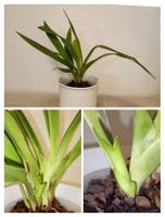 Phragmipedium Hanne Popow ( Verblüht )