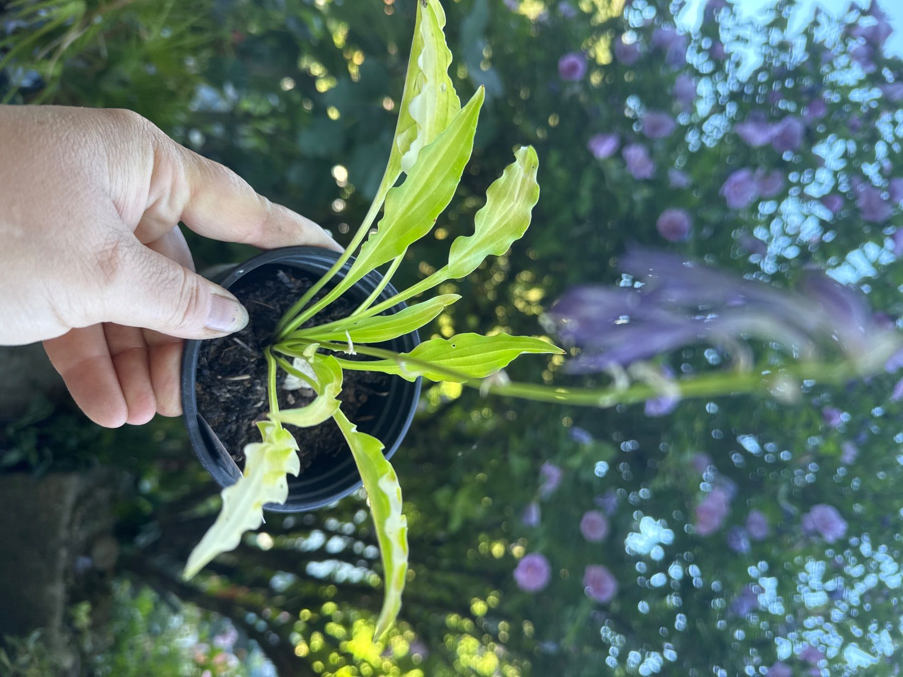 Piante & sementi: Hosta dragon tails 3 – Usato da Lajoux JU venduto da Briard0 1