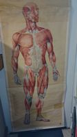 Alte anatomische Muskel-Schulwandkarte toller Zustand