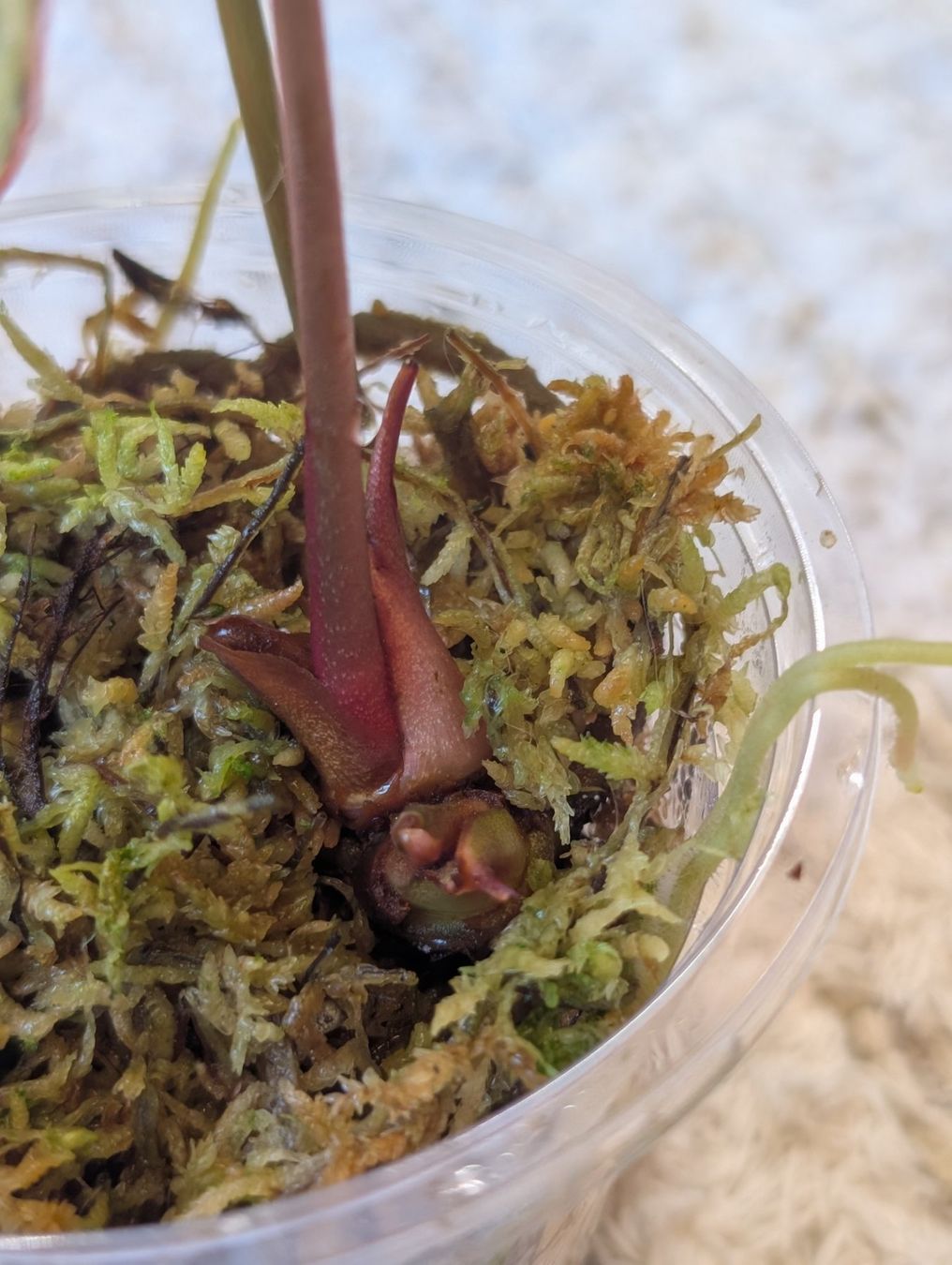 Piante & sementi: Anthurium Crystallinum Albo Variegata – Nuovo (secondo la descrizione) da Faulensee venduto da plantmama 3