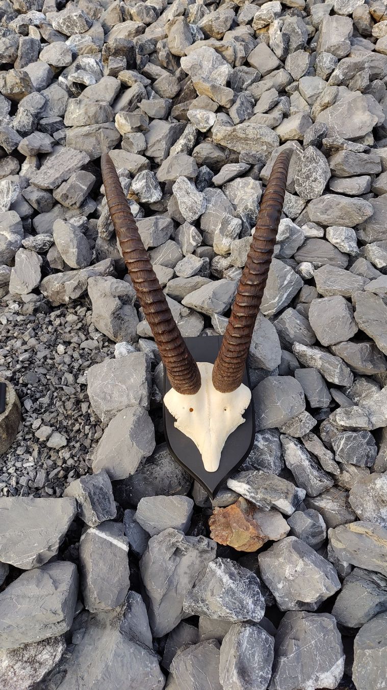 Altre raccolte & rarità: Roan Antilope – Usato da Kaltbrunn venduto da Reimin85 2