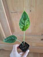 Alocasia Scale Dragon Aurea Variegata
