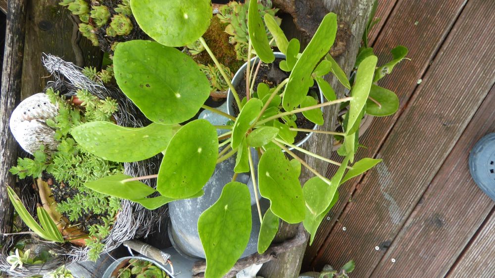 Zimmer im Sommer Balkon Pflanze Glückstaler Kaufen auf Ricardo