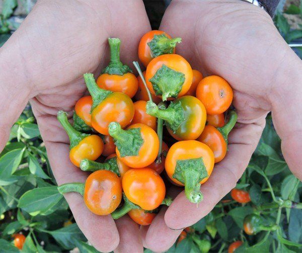 Pflanzen & Samen: Orange Koral Peperoni - Capsicum annuum - 30 Samen – Neu und originalverpackt aus Sumiswald von Cham14559 1