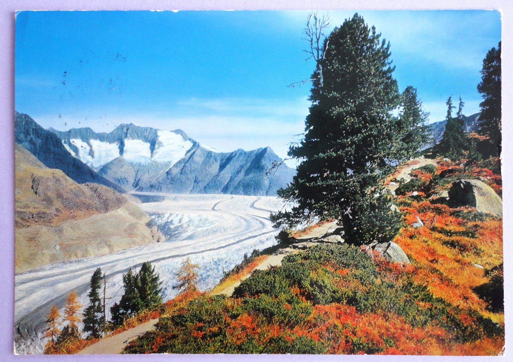 Ansichtskarten: Der Aletschwald, am Gr. Aleschgletscher – Gebraucht aus Fétigny von Billy2miny