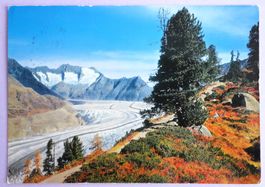 Der Aletschwald, am Gr. Aleschgletscher