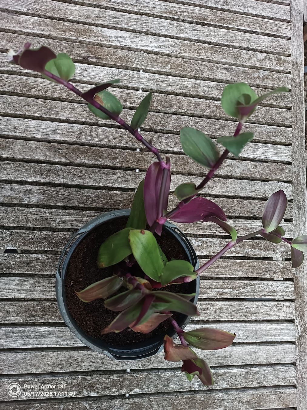 Piante & sementi: Tradescantia fluminensis-Variante – Usato da Winterthur venduto da Kristiinag 1