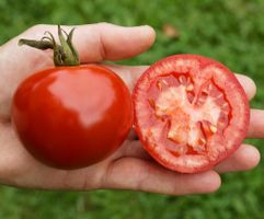 Rondobella PhR Bio - Salattomate - 20 Samen