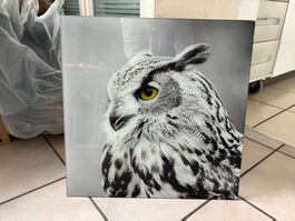 Eule Fotokunst - Moderner Wandschmuck für Dein Zuhause!