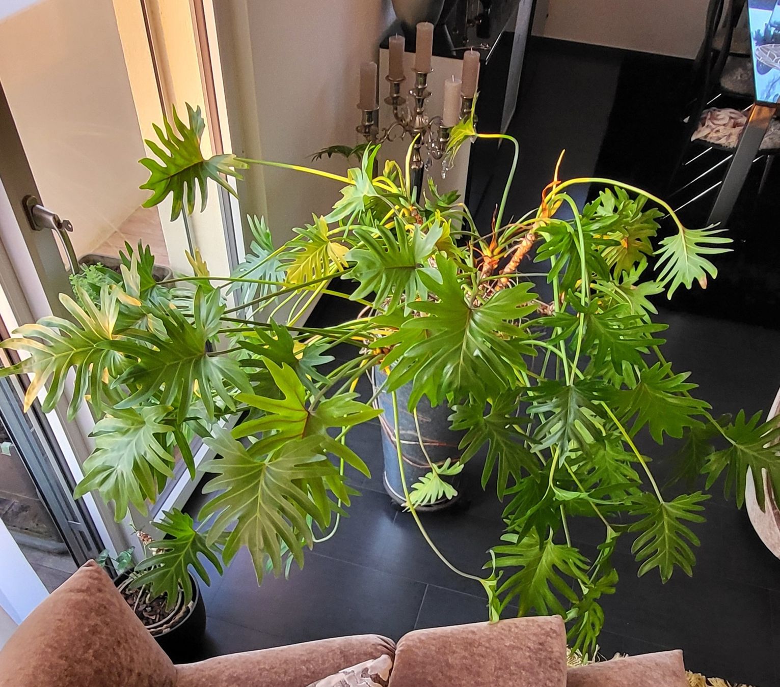 Piante & sementi: Grosser Philodendron Zimmerpflanze – Usato da islikon venduto da mir_8cbw 8