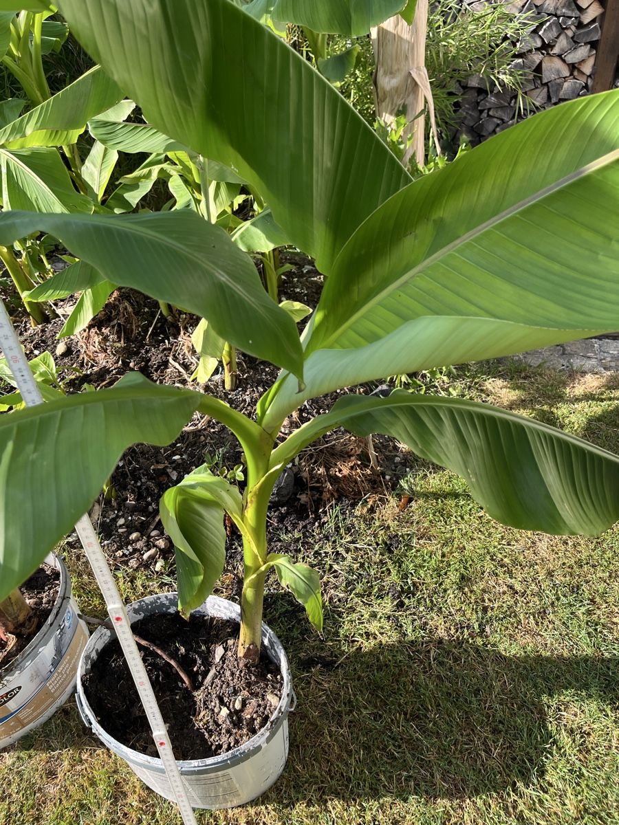 Piante & sementi: Bananenpflanze  – Usato da Rüti ZH venduto da Walti0 1