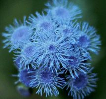 Ab 5.-  fr 10 SAMEN LEBERBALSAM AGERATE NAIN BLEU AGERATO