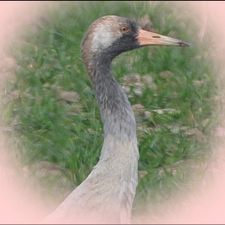 Profile image of Kranich45