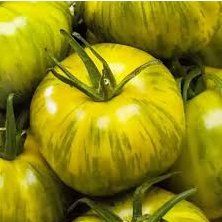Piante & sementi: TOMATE Smarald  / 5 Samen – Nuovo (secondo la descrizione) da Hinteregg venduto da ERFOLG78