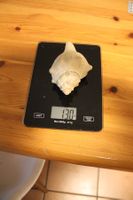 Muschel - 130 Gramm