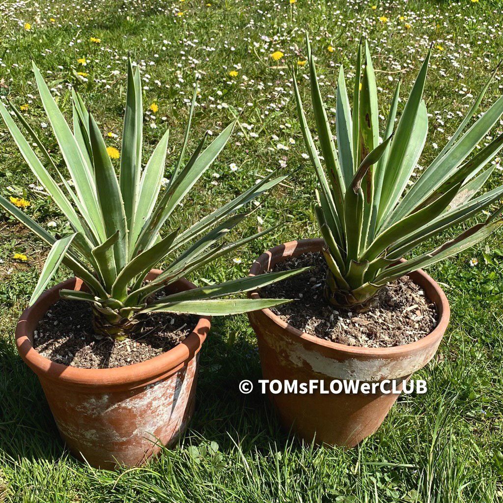 Piante & sementi: Agave Angustifolia Marginata - Sonne liebend – Nuovo e nell'imballaggio originale da Adliswil venduto da astom369 7