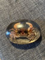 Crabe Pièce Unique Résine Décoration Cabinet De Curiosités