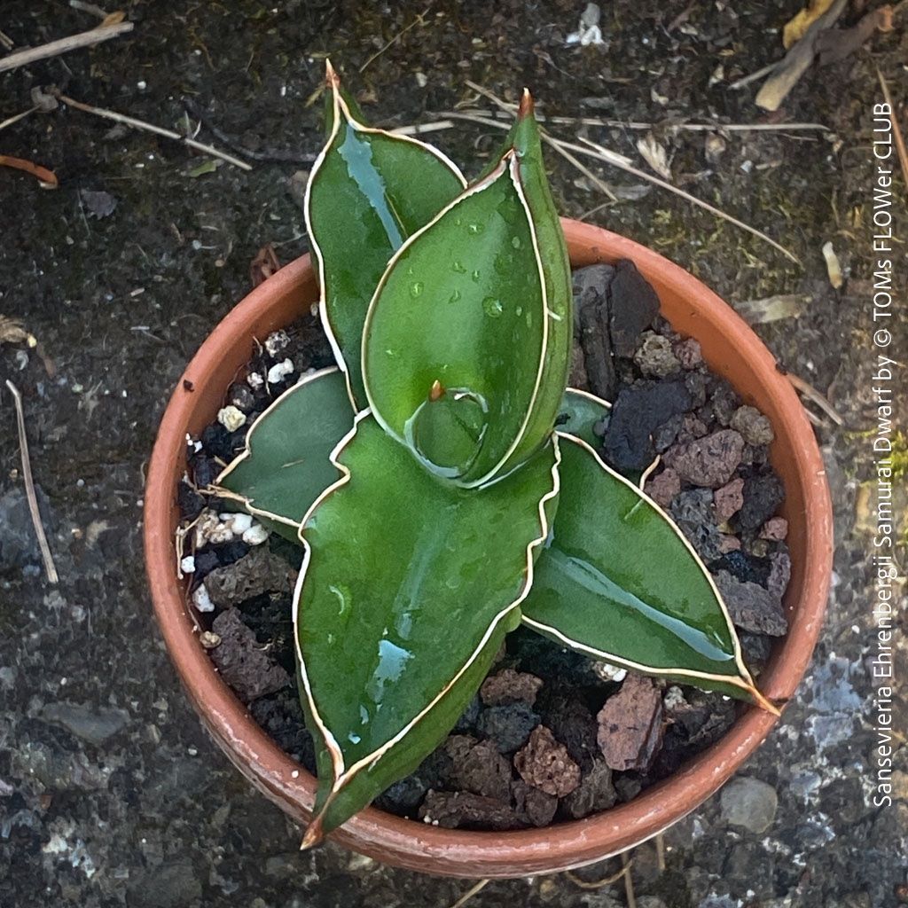 Piante & sementi: Sansevieria Ehrenbergii Samurai Dwarf - absolut robust – Nuovo e nell'imballaggio originale da Adliswil venduto da TAKEYOURPLANT 3