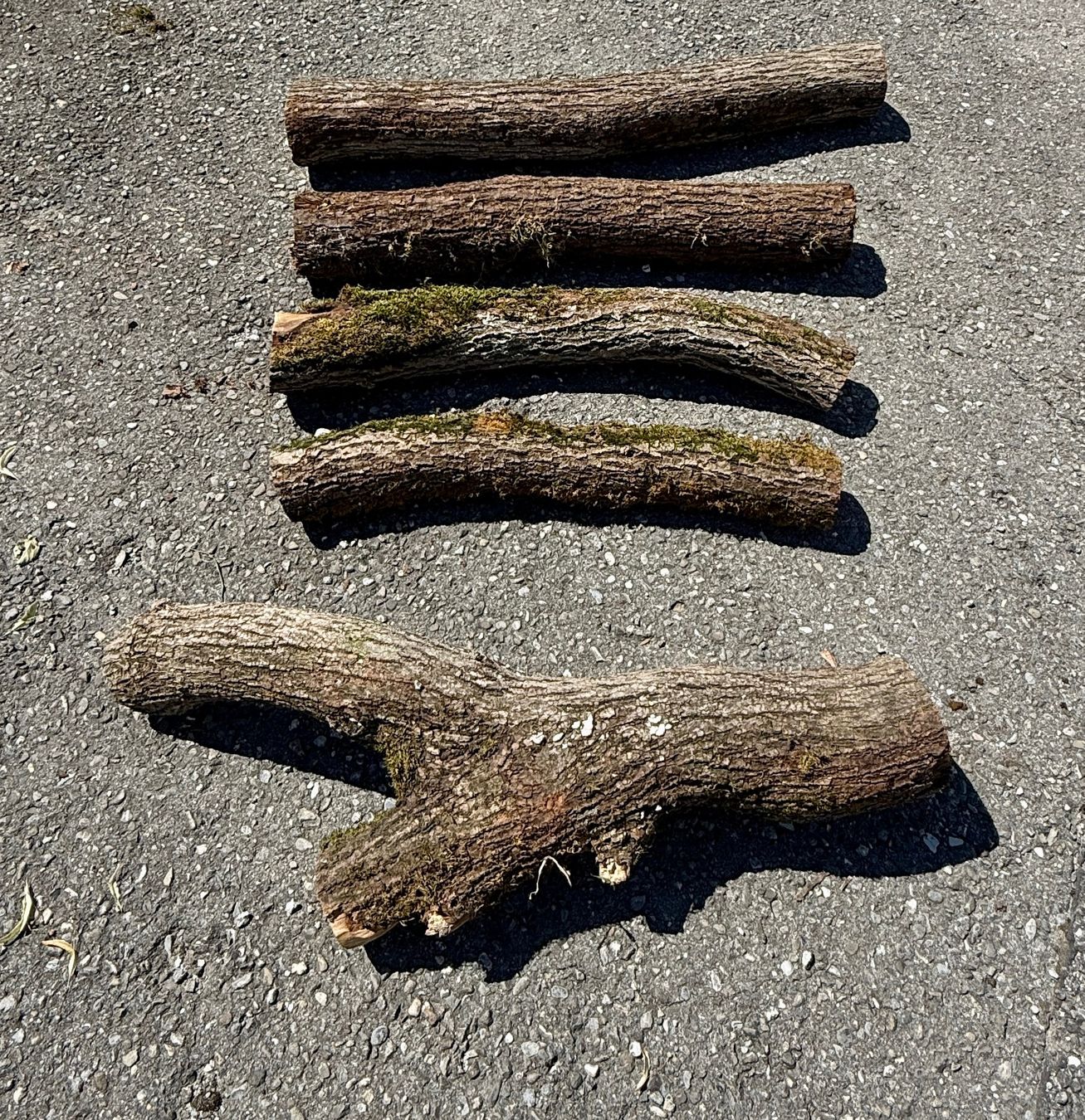 Holzartikel: 5x Schweizer Linde Berner Oberland Baumstamm – Gebraucht aus Heiligenschwendi von Bgb623 7