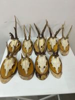 9 Rehgeweihe z.T. Missratene auf Holzplatte