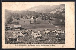 Lenk /Simmental, Viehzucht von G. Tritte