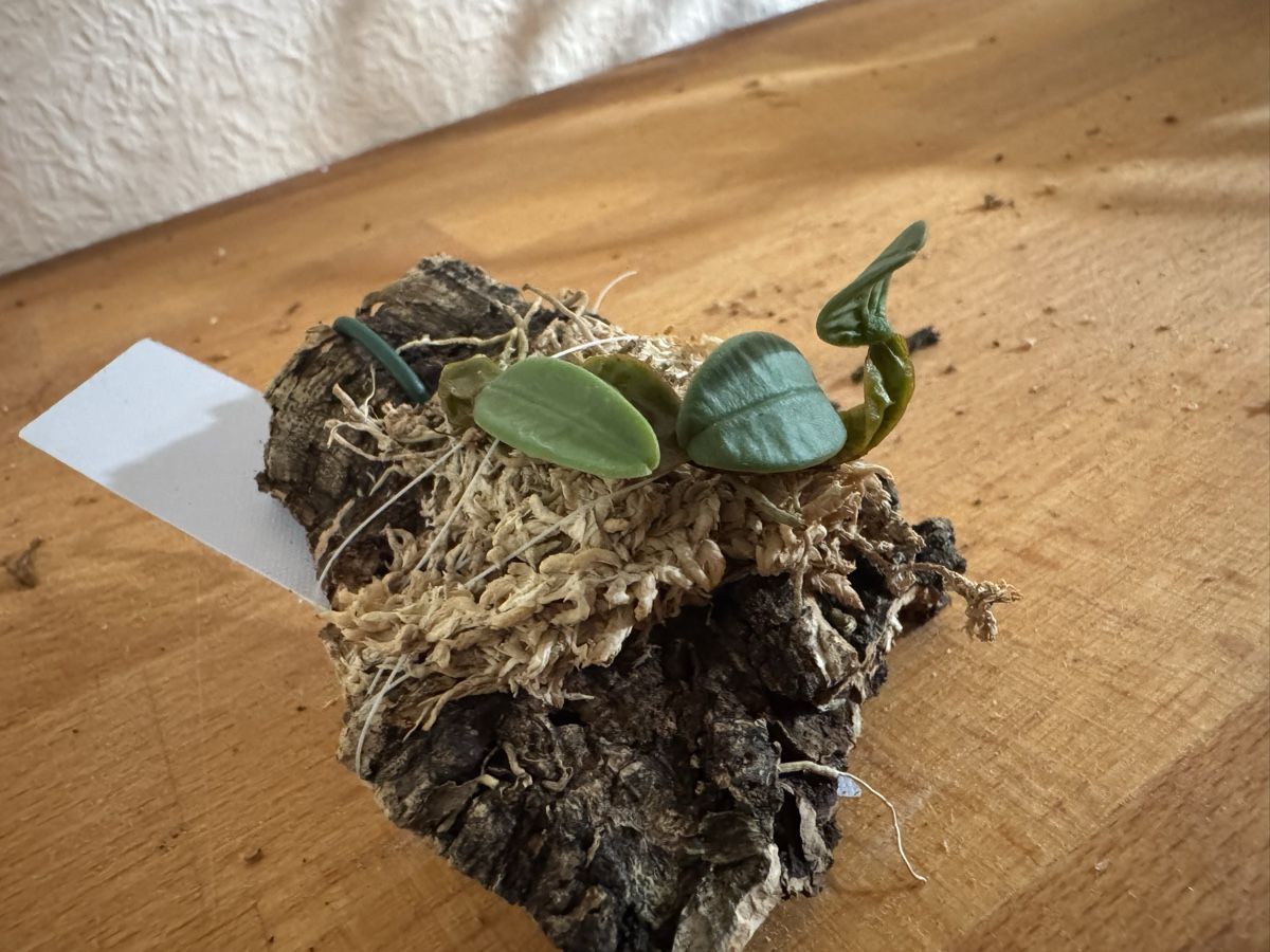 Pflanzen & Samen: Bulbophyllum frostii – Gebraucht aus Männedorf von mrclst 2
