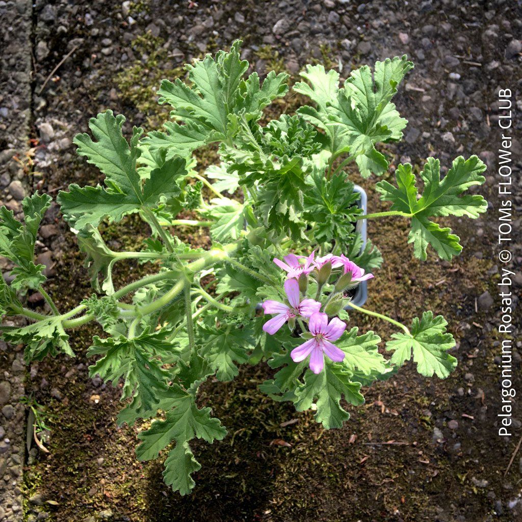 Piante & sementi: Pelargonium Rosat - stark duftende Rosengeranie – Nuovo e nell'imballaggio originale da Adliswil venduto da asTOMas963 5