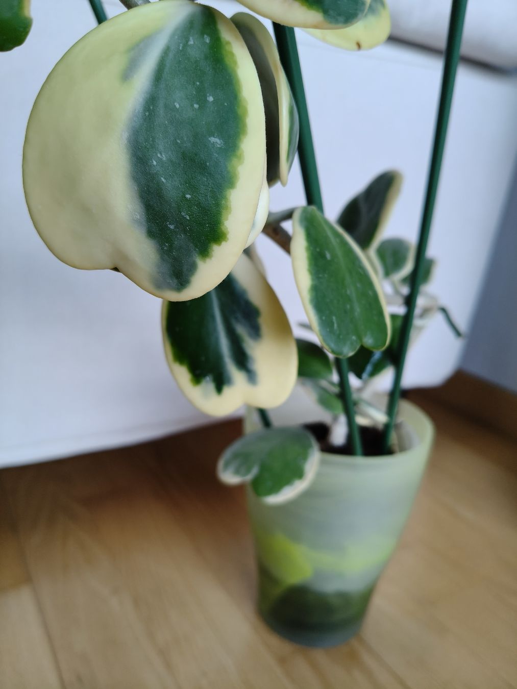 Plantes & graines: Hoya Kerrii Variegata – D'occasion à Chamoson par Yuriyaa 2