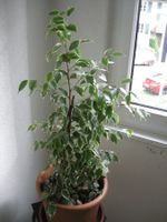 JUNGE BIRKENFEIGE, FICUS BENAMINA L. 110 cm H. ZIMMERPFLANZE
