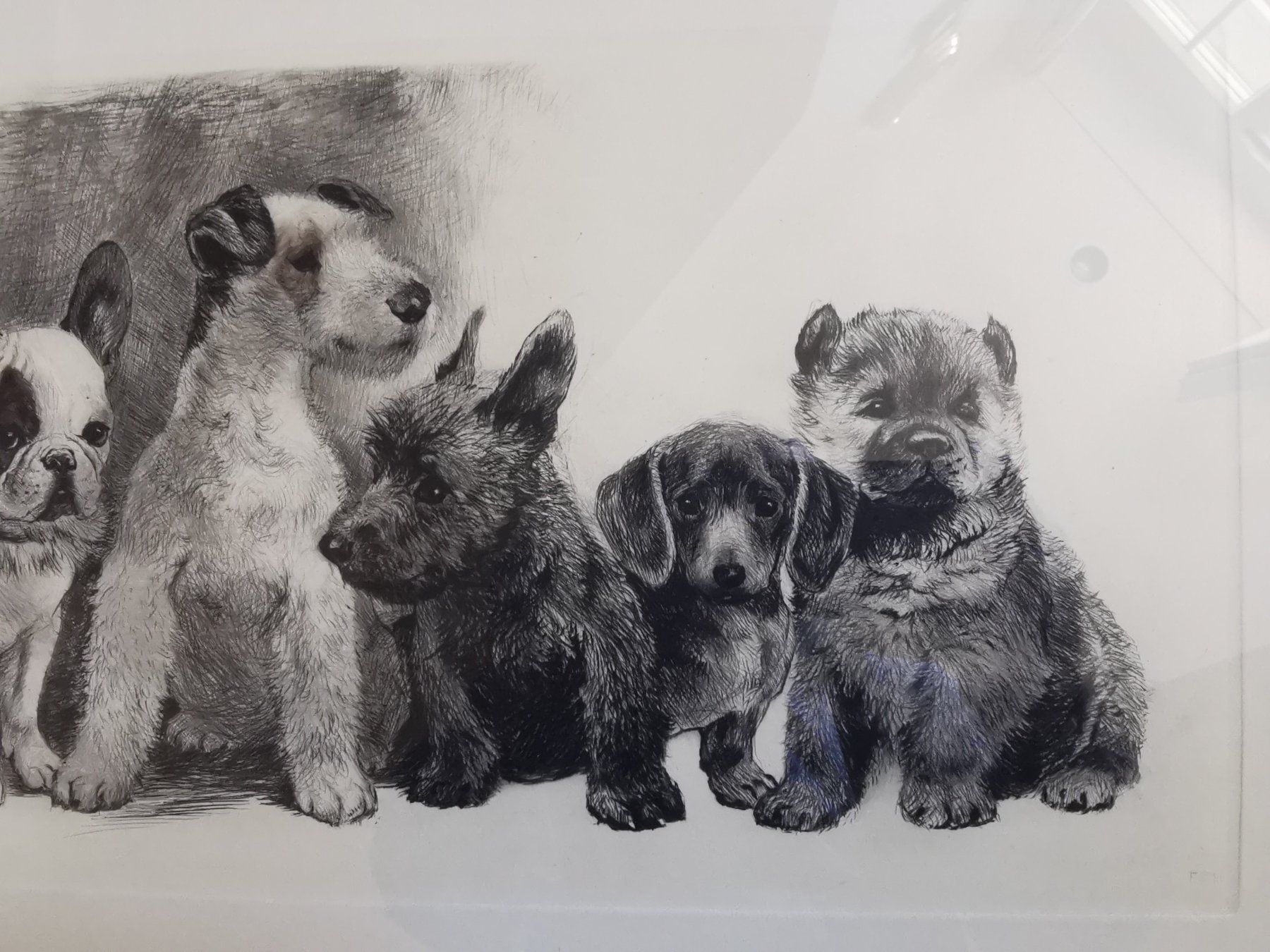 Grafica & Litografie: Hundewelpen, Original-Radierung von Kurt Meyer-Eberhardt – Usato da Dübendorf venduto da aschiduebendorf 3